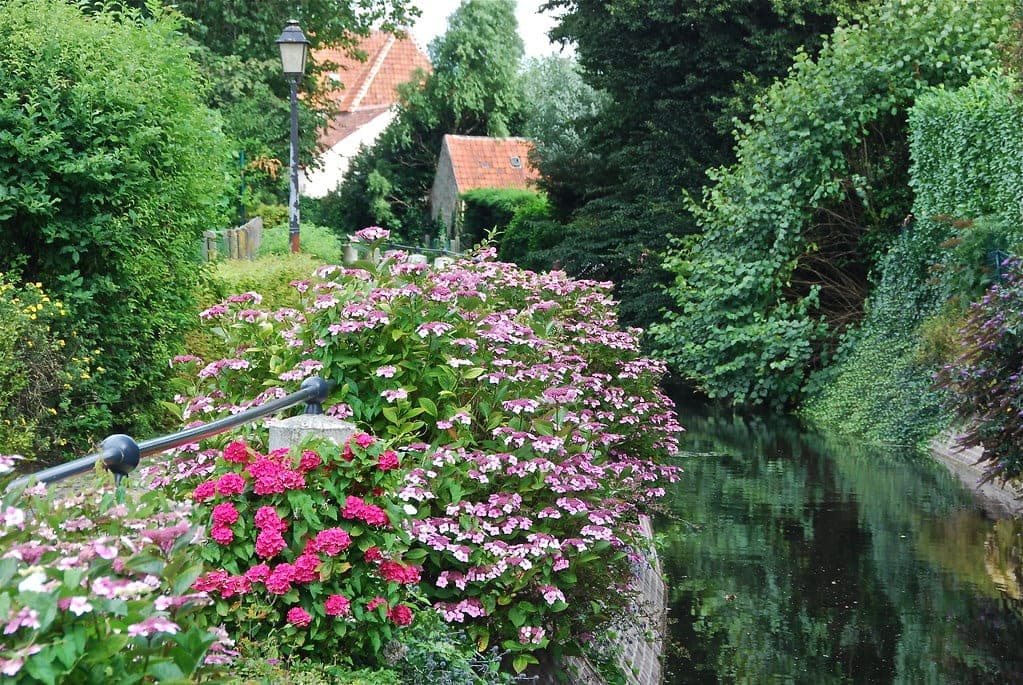 La nature le long du petit canal (Lissewege -Belgium)