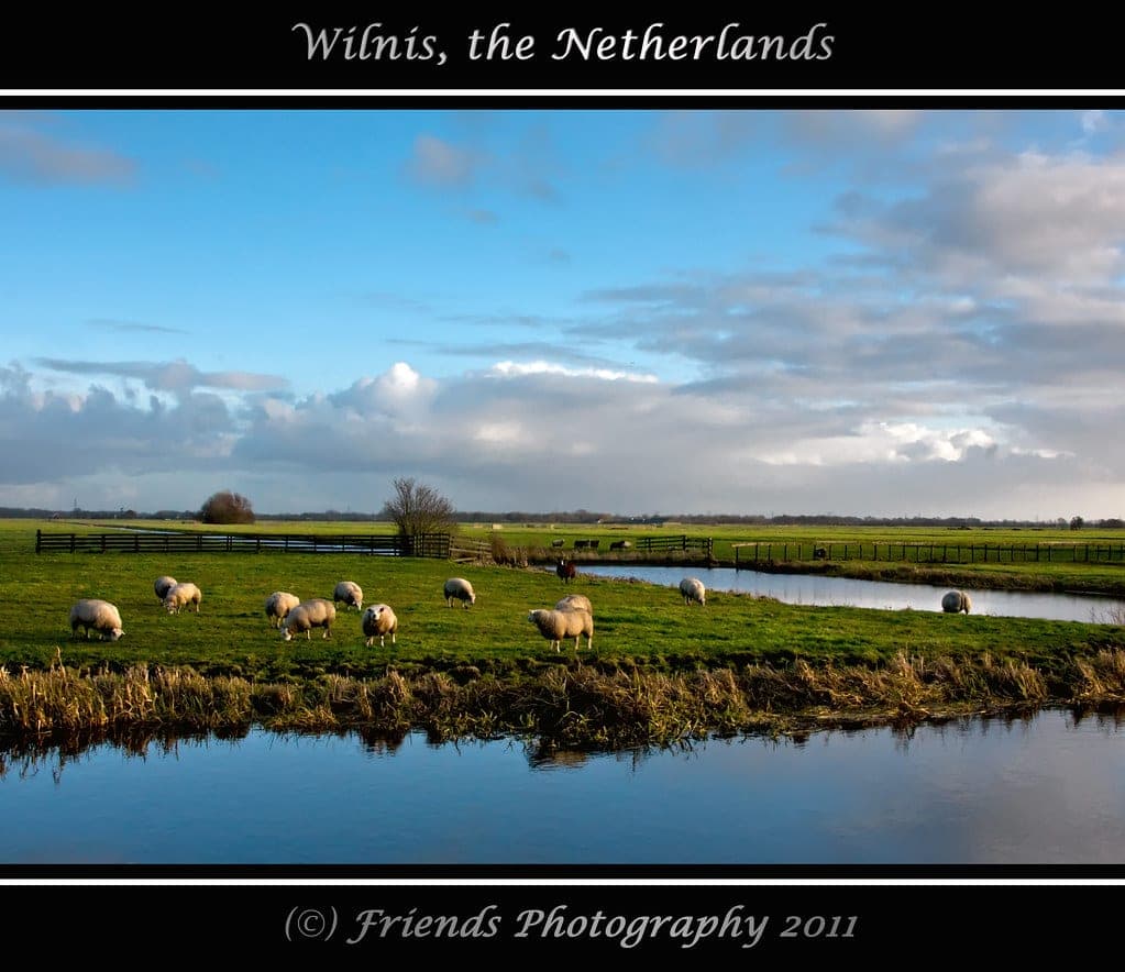 Dutch sheep landscape.