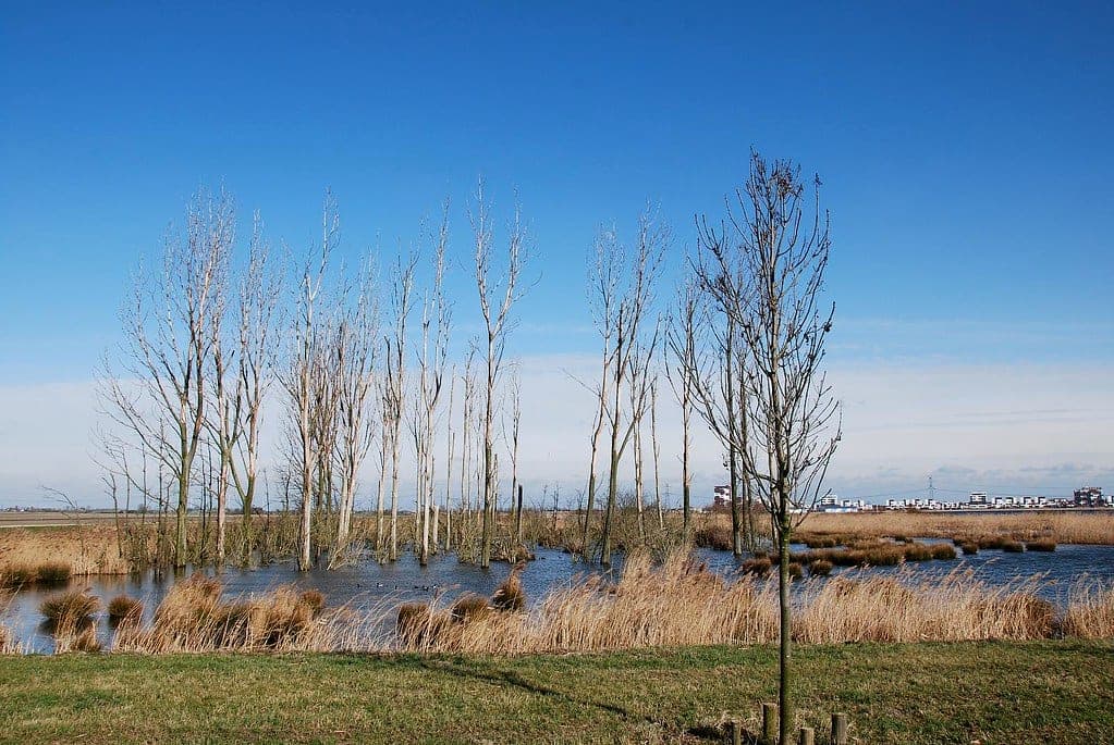 Dutch Acres