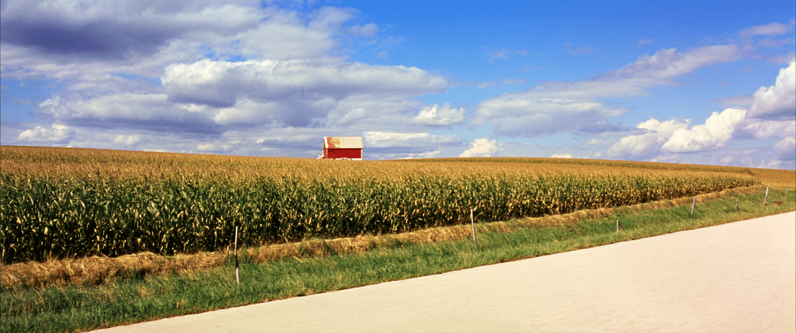 A country road cutting through a green cornfield under a bright blue sky.