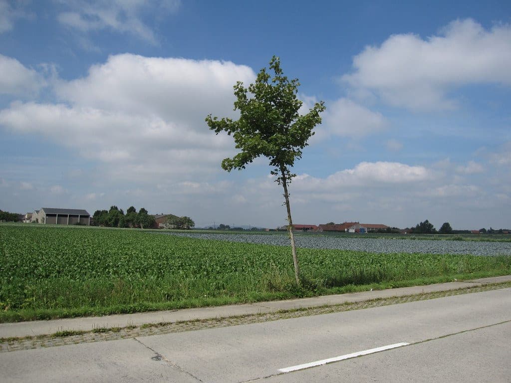 In Flanders Fields