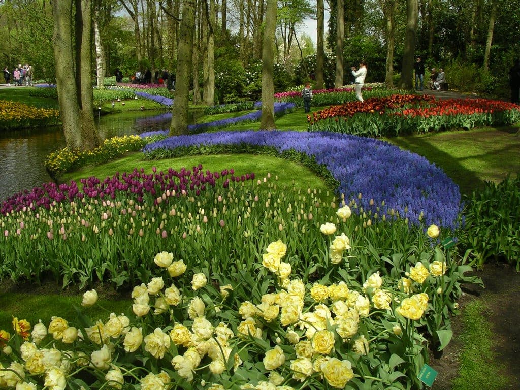 tulips in holland www.cycletours.com
