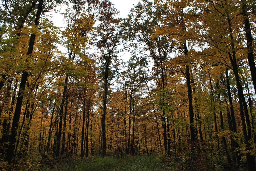 Barron Co. Forest, WI